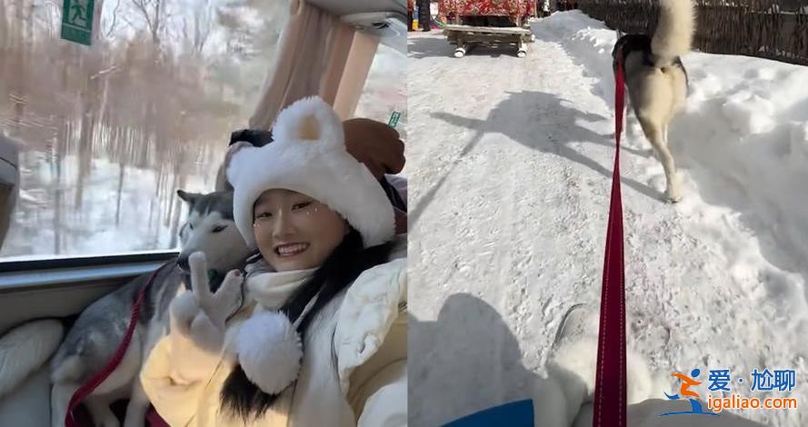 南方哈士奇到東北拉雪橇狂飆5公里，南方哈士奇怕冷嗎[東北]？
