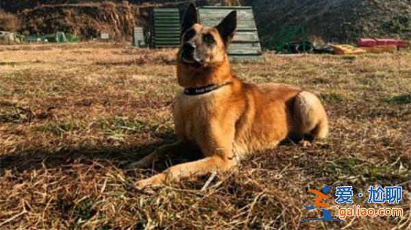 浙江五條退役警犬找領養 領養條件是否苛刻？