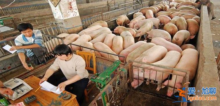 6漲17跌豬價(jià)跌勢(shì)反撲下跌元兇是什么 1月19日豬價(jià)如何? 6漲17跌豬價(jià)跌勢(shì)反撲下跌元兇是什么 1月19日豬價(jià)如何?