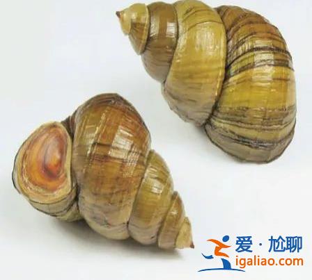 入侵物種擠占生存空間？