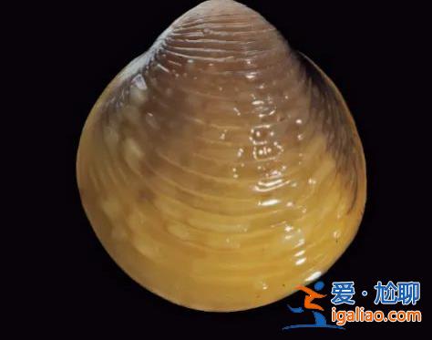 入侵物種擠占生存空間？