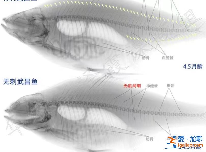 上鏈接？
