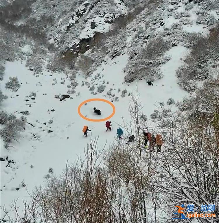 博主稱登山隊在雪地遭野牦牛攻擊 定位顯示為自然保護區 官方回應？