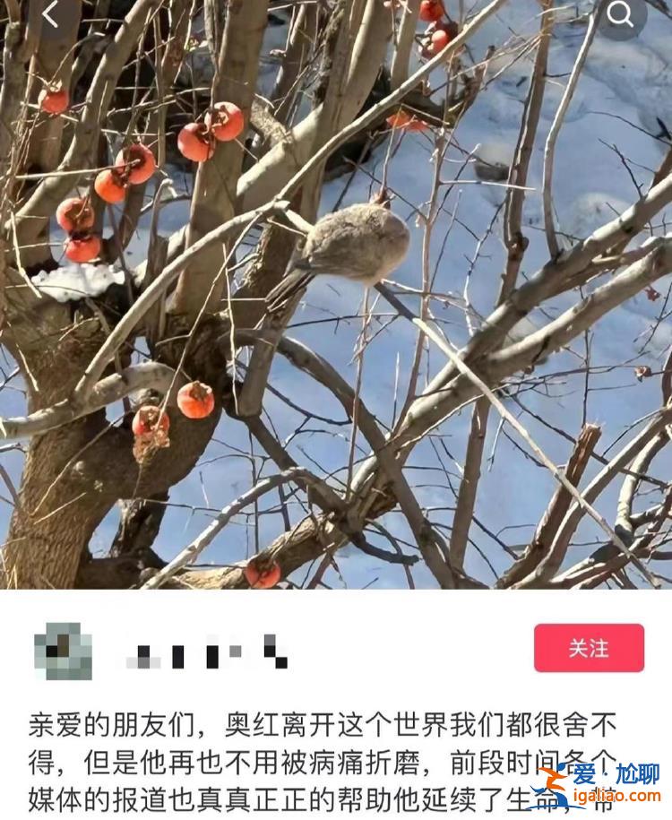 會努力還清男友治病欠款？