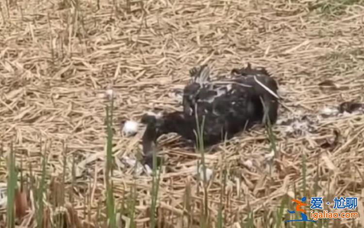 圓明園黑天鵝“福來”夫婦死亡 初判是野生動物所為？