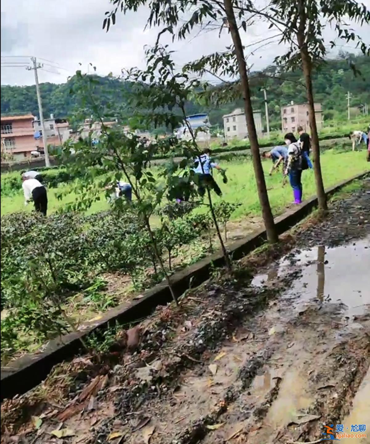 廣西一村農戶種植茶葉被阻攔？鎮政府回應？