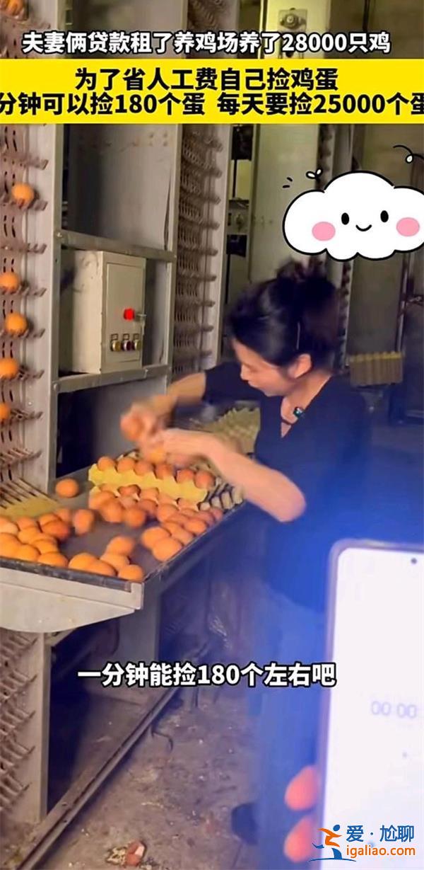 夫妻養2.8萬只雞為何自己撿蛋 一分鐘撿180個雞蛋？