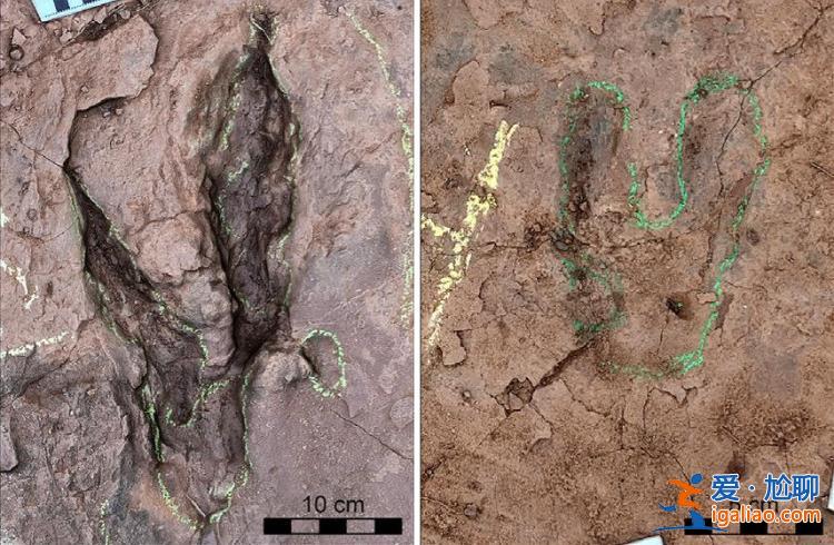 平均長度超過36厘米！中國發現全球最大的恐爪龍類足跡？