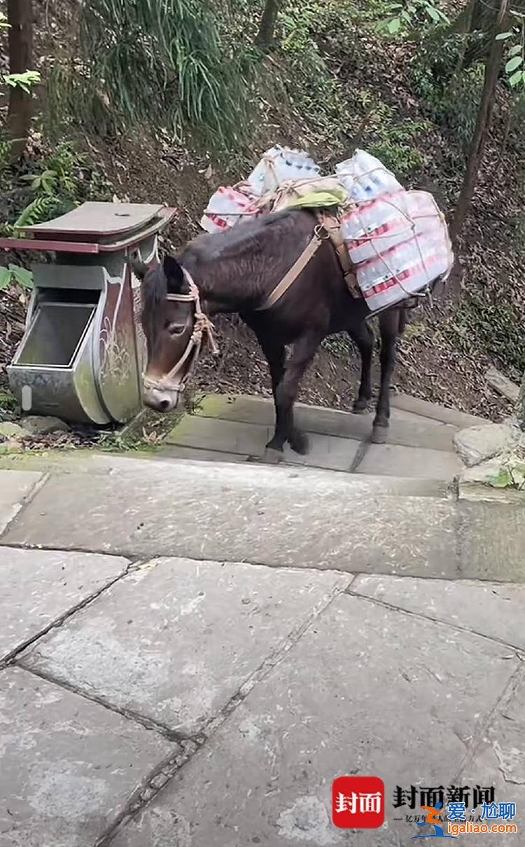是村民的家畜 健康狀況良好？