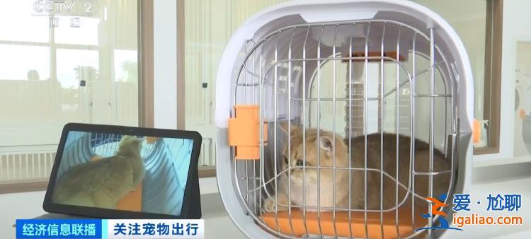 貓狗分區 獨立候機 全國首家寵物候機廳在深圳機場啟用？
