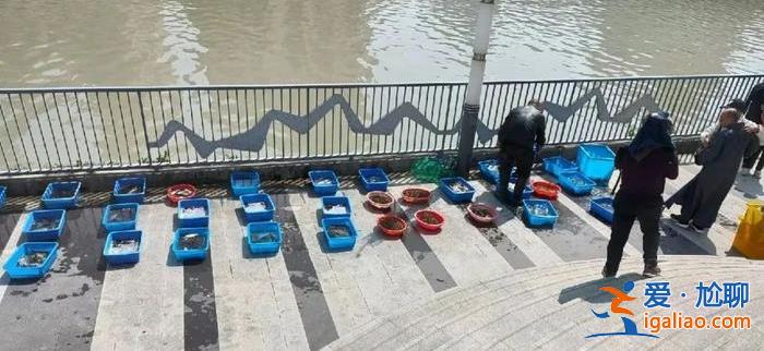越“規(guī)范”越嚴重？上海蘇州河現(xiàn)大量無序放生 最多1天撈1噸死魚？