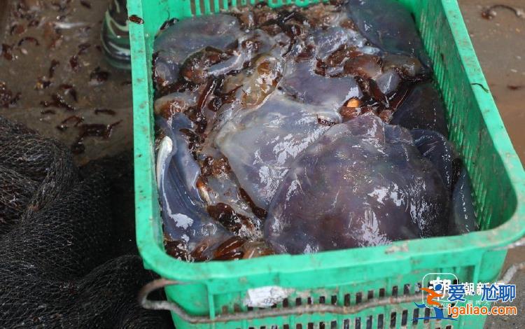 循泵房面臨被堵 員工24小時抓海蜇？