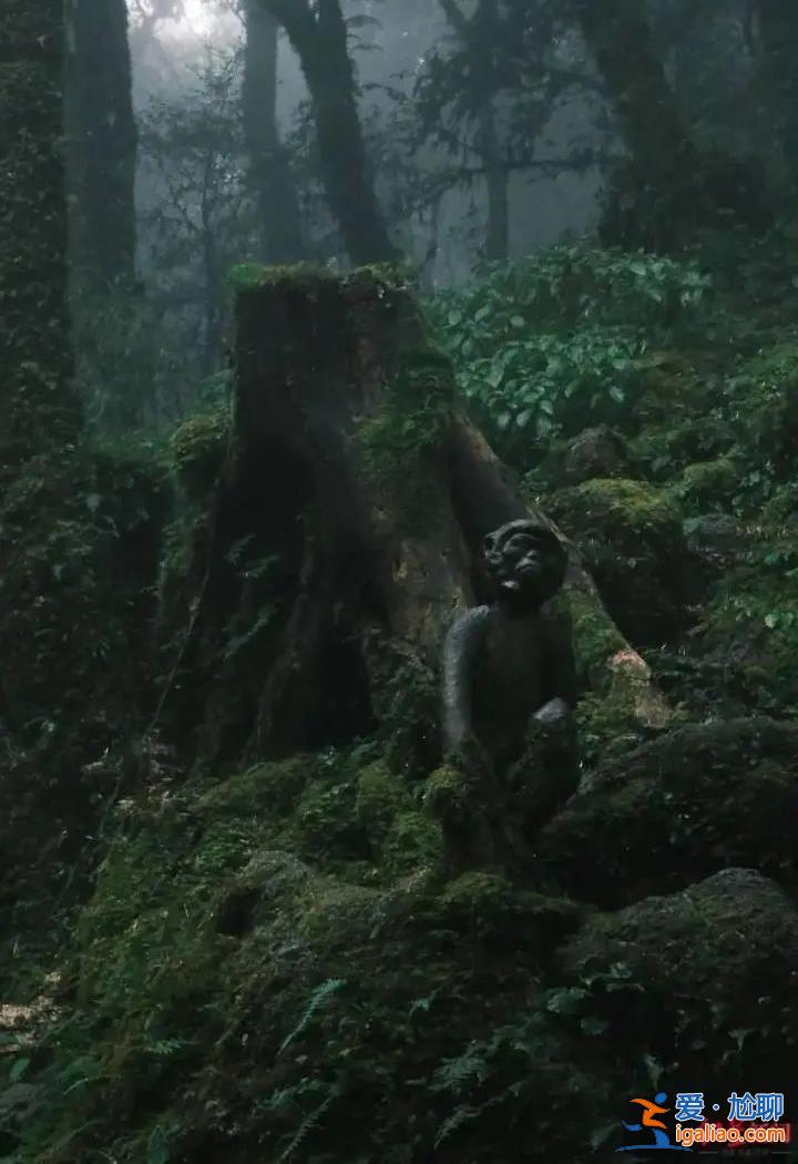 爆火的哀牢山到底有多兇險？曾發生多起人員失聯遇難？