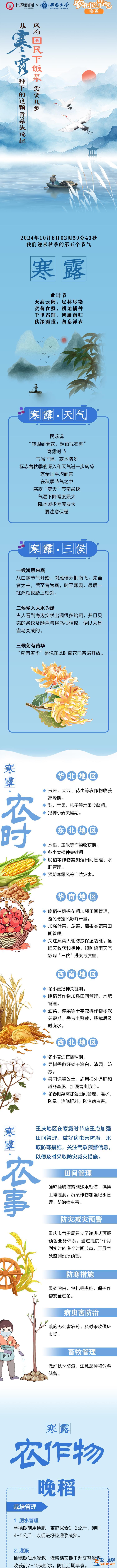 農時說節氣｜成為“國民下飯菜”需要幾步？從寒露種下的這顆青菜頭說起？