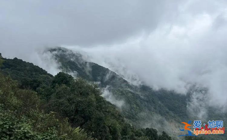 幾年前曾有居民狩獵時 因樹林茂密將同伴當獵物誤殺？