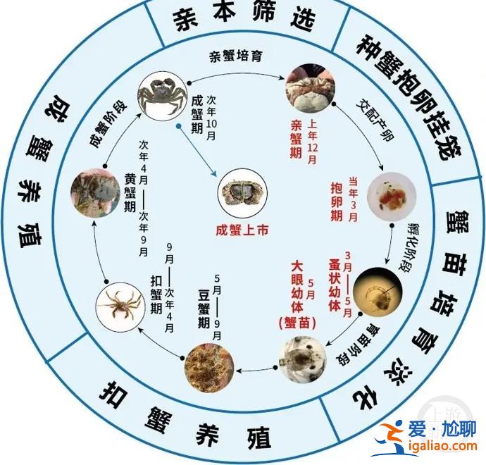 “城”勢而上 | 江蘇射陽蟹寶寶的成蟹之旅？