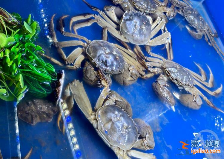 “城”勢而上 | 江蘇射陽蟹寶寶的成蟹之旅？