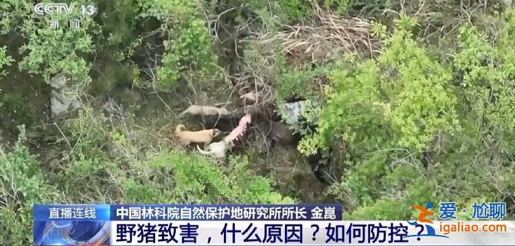 野豬“下山進(jìn)城”為哪般？可以捕殺嗎？？