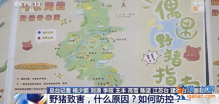 野豬“下山進(jìn)城”為哪般？可以捕殺嗎？？