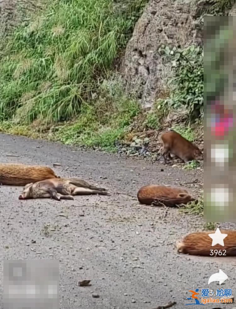 獵捕隊正圍獵 野豬從百米懸崖跌落？