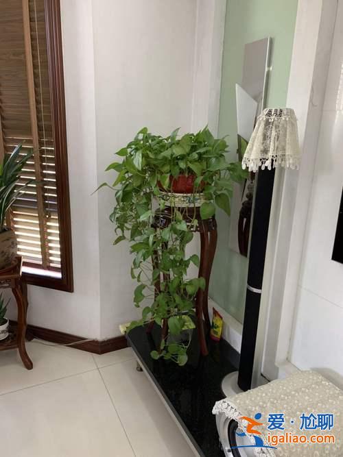 養(yǎng)什么植物對(duì)升學(xué)有利的(對(duì)口升學(xué)種植專(zhuān)業(yè)好不好)？